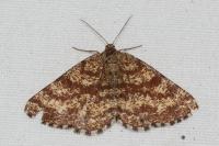 Ematurga atomaria