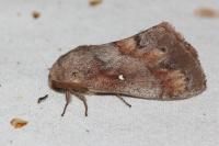 Dendrolimus pini pini