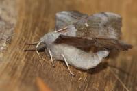 Laothoe populi