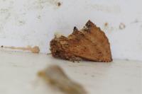 Ptilodon capucina
