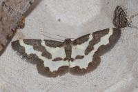 Lomaspilis marginata