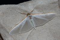 Palpita vitrealis