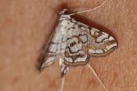Elophila nymphaeata