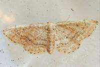 Idaea belemiata helianthemata