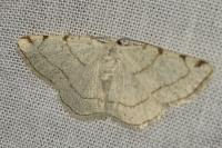 Stegania trimaculata