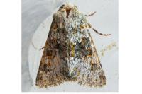 Hecatera dysodea