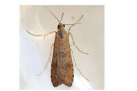 Nomophila noctuella