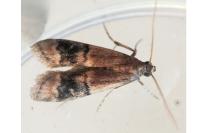 Euzopherodes charlottae