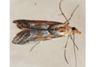 Ancylosis cinnamomella