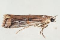 Pempelia genistella