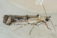 Pempelia genistella