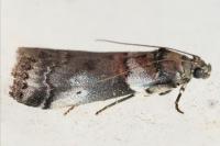 Acrobasis legatea
