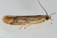 Homoeosoma sinuella