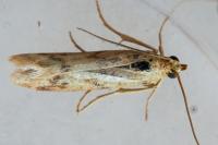Homoeosoma sinuella