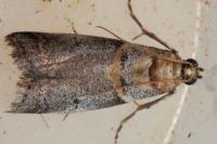 Acrobasis