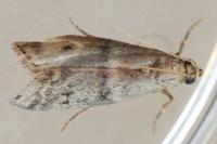 Ephestia