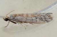 Ephestia