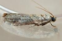 Acrobasis