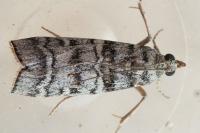 Dioryctria