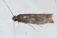 Cryptoblabes gnidiella
