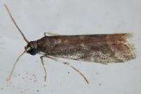 Cryptoblabes gnidiella