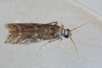 Cryptoblabes gnidiella