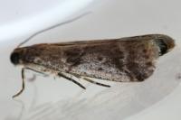 Pseudacrobasis tergestella