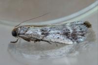 Pseudacrobasis tergestella