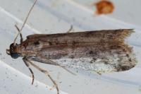Ephestia