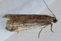 Ephestia