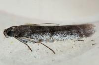 Phycitodes