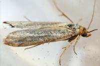 Eurhodope cirrigerella