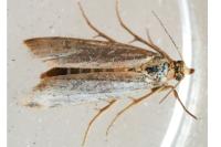 Eurhodope cirrigerella