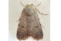 Caradrina aspersa