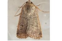 Caradrina aspersa