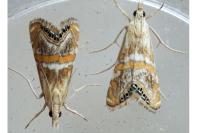 Euchromius anapiellus