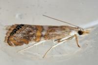Euchromius anapiellus