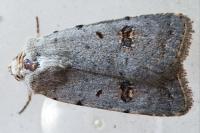 Caradrina kadenii kadenii