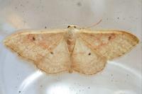 Idaea rubraria