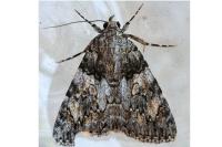 Catocala diversa