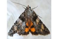 Catocala diversa
