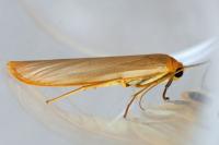 Eilema