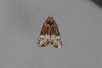Mesoligia furuncula