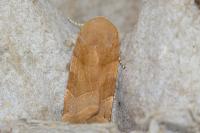 Noctua fimbriata/tirrenica