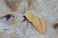 Spilarctia lutea