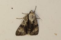 Acronicta alni