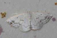 Lomographa temerata