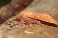 Odonestis pruni