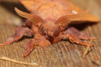 Odonestis pruni