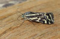 Emmelia trabealis